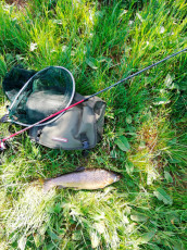 Bachforelle 46cm, 1200g