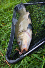 Schleie 47cm, 1100g