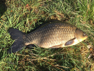 Karausche 48cm, 2,0kg