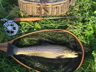 Bachforelle 43cm, 750g
