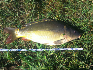 Karpfen 55cm, 3,4kg
