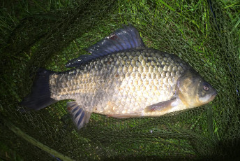 Giebel 43cm, 1,4kg