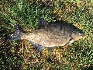Brachse 54cm, 1,75kg