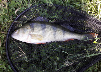 Barsch 34cm, 600g