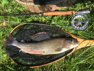 Äsche 47cm, 900g