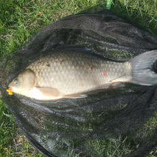 Giebel 44cm, 1,2kg