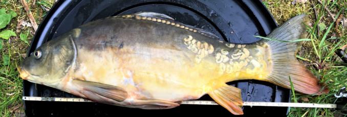 Spiegelkarpfen 47,5cm, 2,0kg