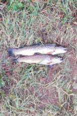 Bachforelle 38cm/32cm, 500g/300g
