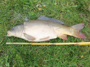 Karpfen 69cm, 5370g