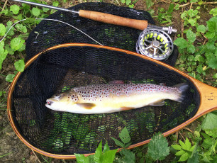 Bachforelle 35cm, 500g