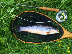 Bachforelle 37cm, 640g