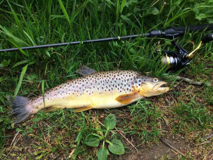 Bachforelle 42cm, 820g