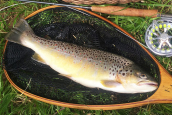 Bachforelle 46cm, 1kg