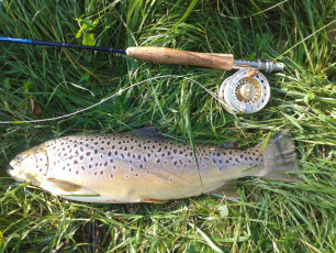 Bachforelle 50cm, 1830g