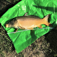 Spiegelkarpfen 61cm, 5900g