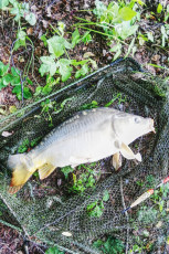 Karpfen 52cm, 2,0 kg