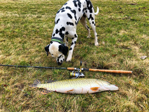 Hecht 70cm, 2.600g