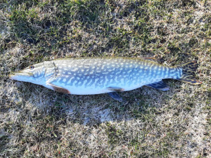 Hecht 76cm, 2900g