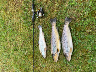 Bachforellen 32/35/37cm, 380/500/600g
