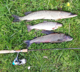 Hecht, Bachforelle , Äsche 61, 33, 43cm, 1200, 400, 800g