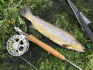 Bachforelle 39cm, 660g