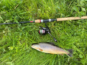 Bachforelle 32cm, 500g