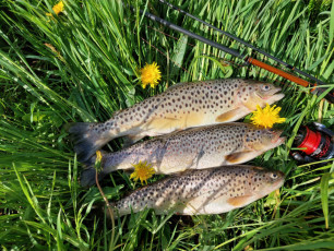 Bachforellen 32, 35, 38cm/0,35, 0,45, 0,65kg