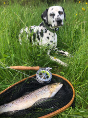 Bachforelle 41cm, 700g