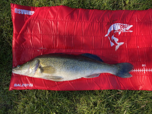 Zander 75cm, 4kg