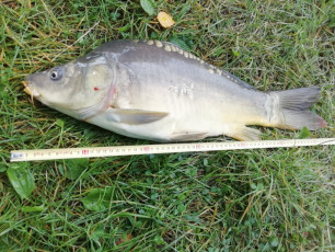 Karpfen 63cm, 3500g