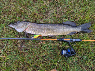 Hecht 62cm, 1450g