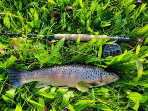 Bachforelle 41cm, 900g