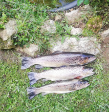 Bachforellen 43,38,34cm, 700,500,250g