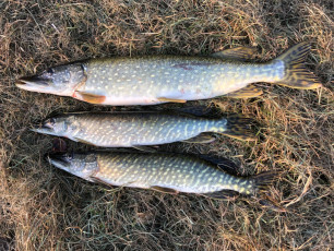 Hechte 68,55,55cm/ 2500,1200,1150g