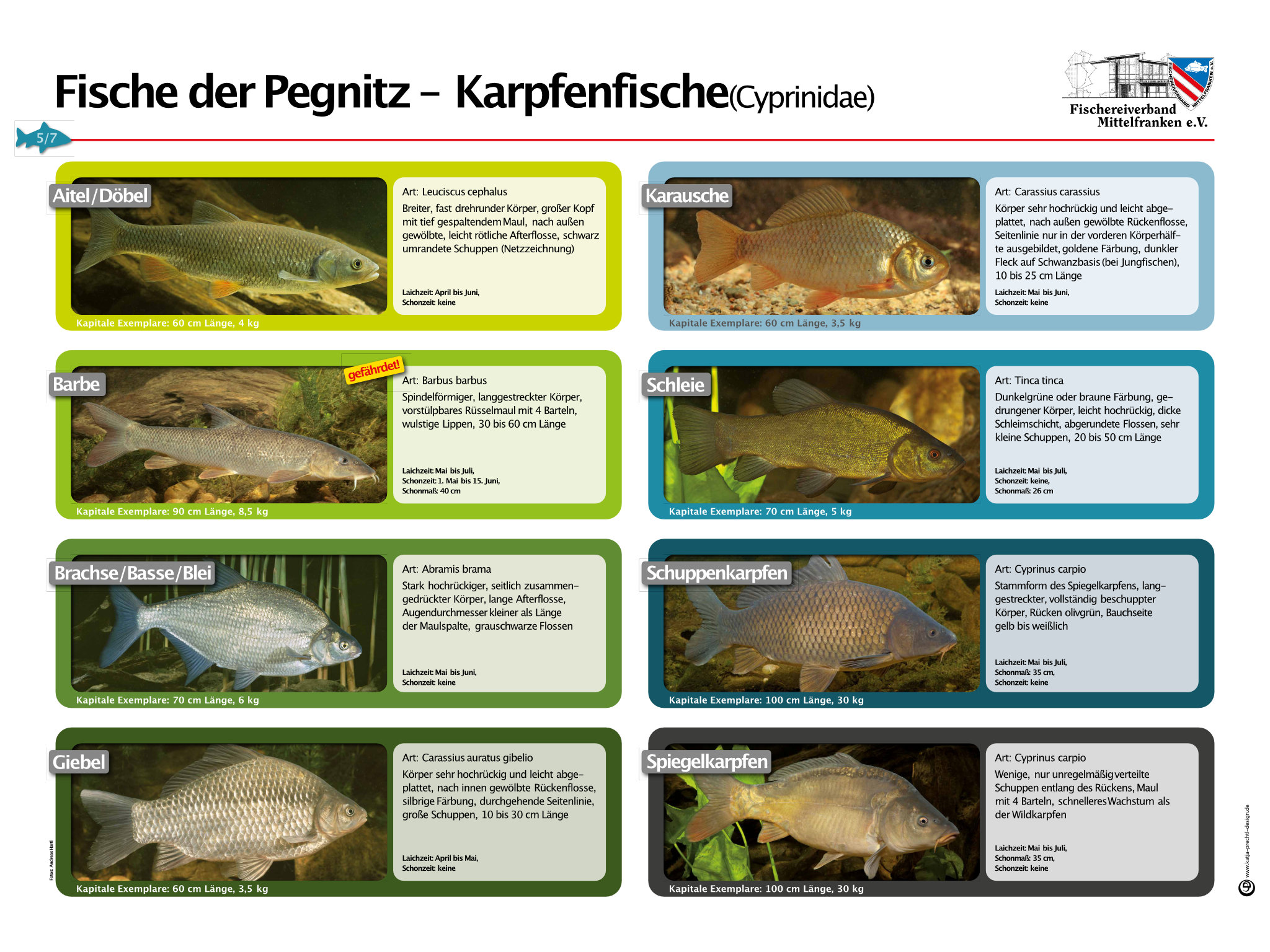 Fische der Pegnitz – Karpfenfische