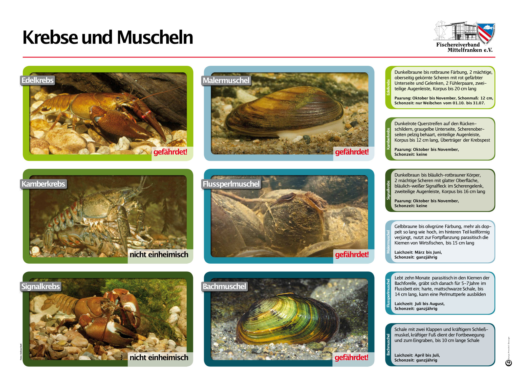 Fischerlehrpfad Hammerbach - Krebse und Muscheln