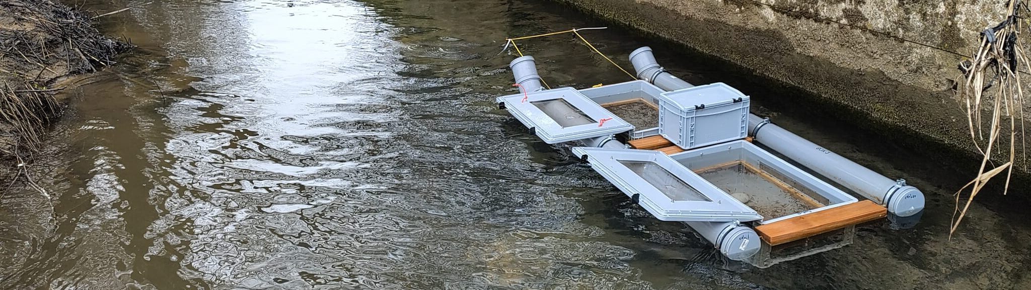 Forellenbrütlinge erfolgreich in die Pegnitz entlassen